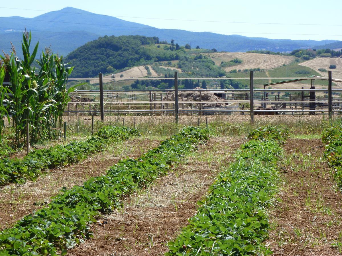 Agriturismo San Marco Rosignano Marittimo Bagian luar foto